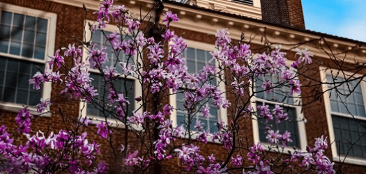 Picture with flowers with a background of a building.